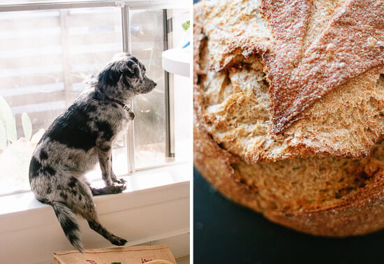 bread for croutons